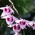 Den.anosumum(卓花石斛)