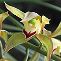 Cymbidium lowianum 