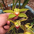 Cymbidium lowianum 