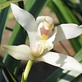 Cymbidium eburneum