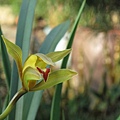 Cymbidium lowianum