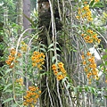 Den.chrysanthum(春束花石斛)