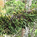 Bulbophyllum pectinatum（阿里山豆蘭）