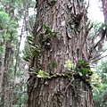 Bulbophyllum pectinatum（阿里山豆蘭）