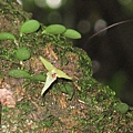 Bulbophyllum drymoglossum（狹萼豆蘭）