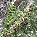 Bulbophyllum pectinatum（阿里山豆蘭）