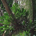 Bulbophyllum pectinatum（阿里山豆蘭）