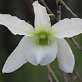 Den.auriculatum(耳葉石斛)