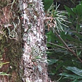 Ascocentrum pumilum（鹿角蘭） 