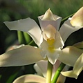 Cymbidium eburneum