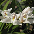 Cymbidium eburneum