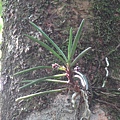 Ascocentrum pumilum（鹿角蘭）