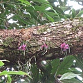 Ascocentrum pumilum（鹿角蘭）