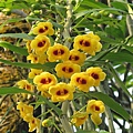 Den.chrysanthum(春束花石斛) 