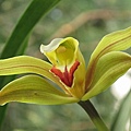 Cymbidium lowianum 