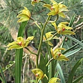 Cymbidium lowianum 