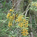 Den.chrysanthum(春束花石斛) 