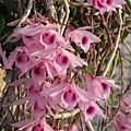 Den.anosumum(卓花石斛)