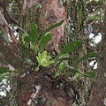 Bulbophyllum pectinatum（阿里山豆蘭）