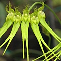 Bulbophyllum pectenveneris