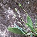 Bulbophyllum pectenveneris