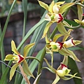 Cymbidium lowianum 