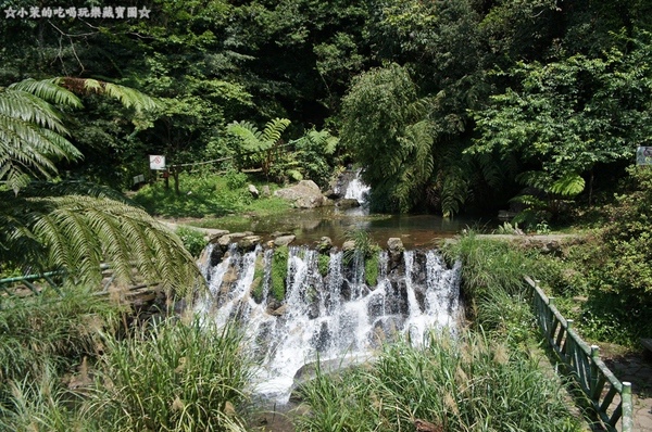 山中園：【台北】陽明山海芋季，遇見潔白單純的美好！