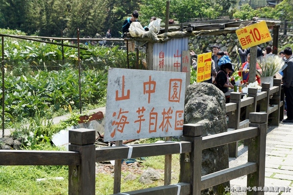 山中園：【台北】陽明山海芋季，遇見潔白單純的美好！