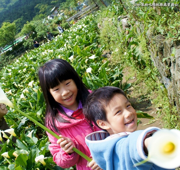 山中園：【台北】陽明山海芋季，遇見潔白單純的美好！