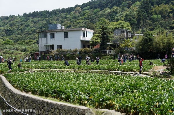 山中園：【台北】陽明山海芋季，遇見潔白單純的美好！