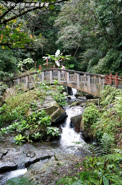 五峰旗瀑布：【宜蘭】在五峰旗瀑布驚見共生樹