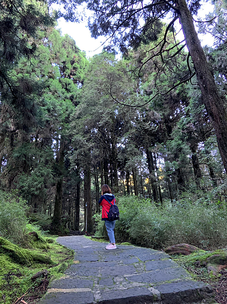 阿里山 2023年秋游...旅行還是需要一股衝動 (四) 森