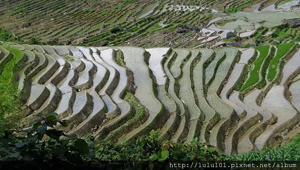 龍脊 梯田