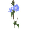 菊苣-Chicory.jpg