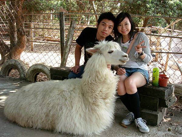 婉婷跟佩菁說這隻羊是不是沒有腳...