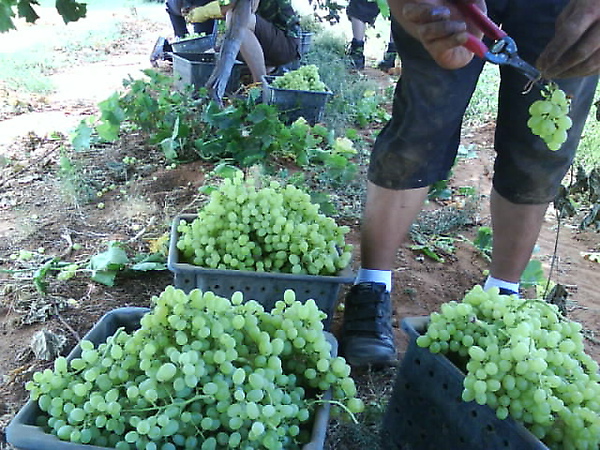 grape farm 018.jpg