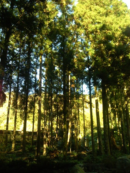 早上的樹林