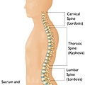 spine