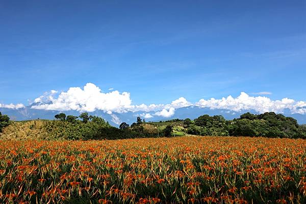 2024/8/29赤科山賞金針花