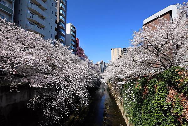東京賞櫻之旅(2025/04/05)