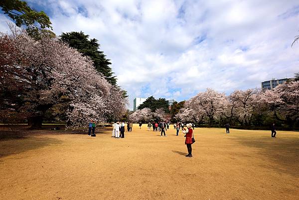 東京賞櫻之旅(2025/04/07)