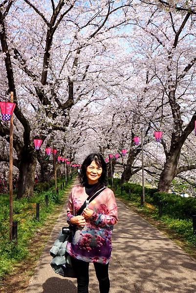 2025/04/08賞櫻之旅