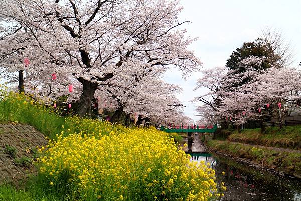 2025/04/10賞櫻之旅