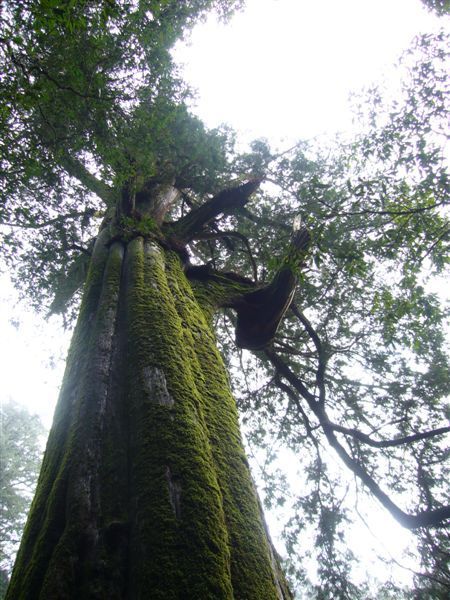 小神木有1000年了，檜木好香。