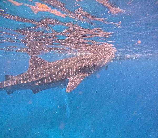 宿霧之旅 玩水篇 宿霧之旅 玩水篇
