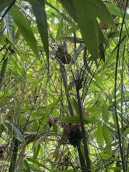 宿霧 薄荷島篇-巧克力山&眼鏡猴保護區