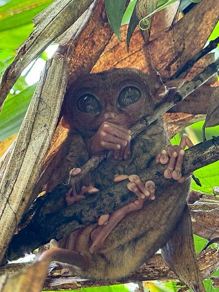 宿霧 薄荷島篇-巧克力山&眼鏡猴保護區
