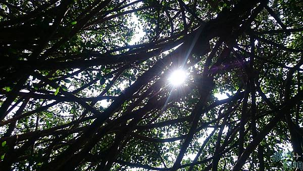 041 通樑古榕.jpg