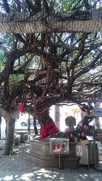 040 通樑古榕.jpg 040 通樑古榕.jpg