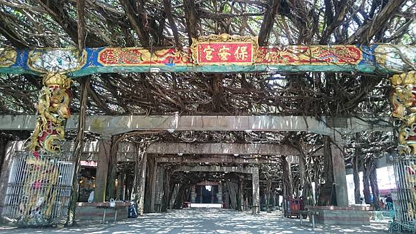 039 通樑古榕.jpg 039 通樑古榕.jpg